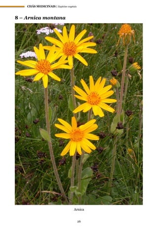 CHÁS MEDICINAIS | Espécies vegetais
26
8 – Arnica montana
Arnica
 