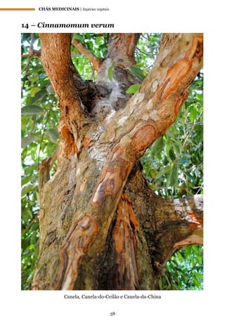 CHÁS MEDICINAIS | Espécies vegetais
38
14 – Cinnamomum verum
Canela, Canela-do-Ceilão e Canela-da-China
 