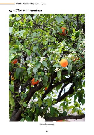 CHÁS MEDICINAIS | Espécies vegetais
40
15 – Citrus aurantium
Laranja-amarga
 
