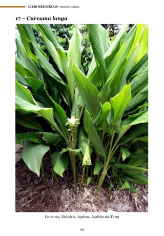 CHÁS MEDICINAIS | Espécies vegetais
44
17 – Curcuma longa
Curcuma, Zedoária, Açafroa, Açafrão-da-Terra
 