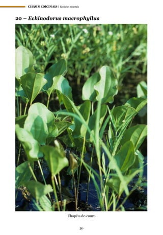CHÁS MEDICINAIS | Espécies vegetais
50
20 – Echinodorus macrophyllus
Chapéu-de-couro
 