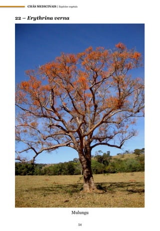 CHÁS MEDICINAIS | Espécies vegetais
54
22 – Erythrina verna
Mulungu
 