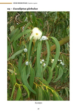 CHÁS MEDICINAIS | Espécies vegetais
56
23 – Eucaliptus globulus
Eucalipto
 