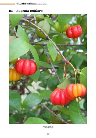 CHÁS MEDICINAIS | Espécies vegetais
58
24 – Eugenia uniflora
Pitangueira
 