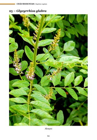 CHÁS MEDICINAIS | Espécies vegetais
60
25 – Glycyrrhiza glabra
Alcaçuz
 