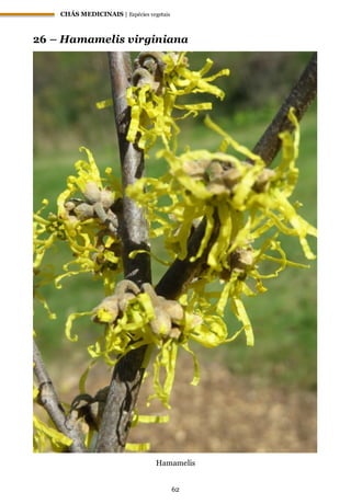 CHÁS MEDICINAIS | Espécies vegetais
62
26 – Hamamelis virginiana
Hamamelis
 
