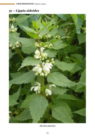 CHÁS MEDICINAIS | Espécies vegetais
72
31 – Lippia sidoides
Alecrim-pimenta
 