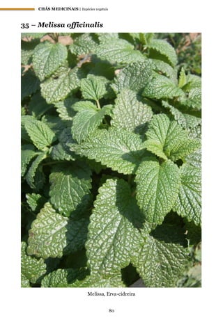 CHÁS MEDICINAIS | Espécies vegetais
80
35 – Melissa officinalis
Melissa, Erva-cidreira
 