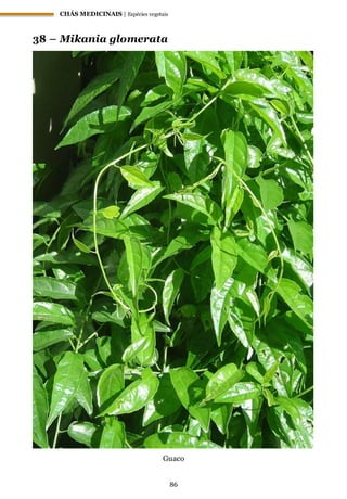 CHÁS MEDICINAIS | Espécies vegetais
86
38 – Mikania glomerata
Guaco
 