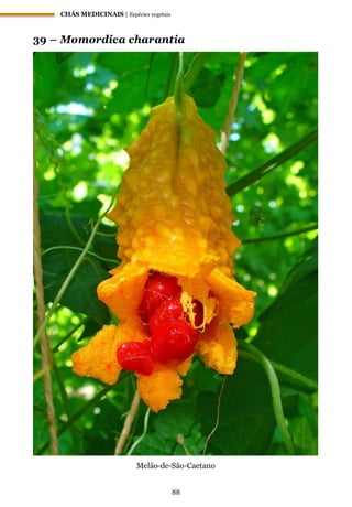 CHÁS MEDICINAIS | Espécies vegetais
88
39 – Momordica charantia
Melão-de-São-Caetano
 
