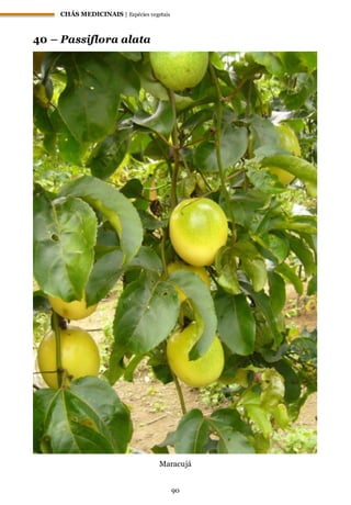 CHÁS MEDICINAIS | Espécies vegetais
90
40 – Passiflora alata
Maracujá
 