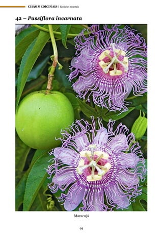 CHÁS MEDICINAIS | Espécies vegetais
94
42 – Passiflora incarnata
Maracujá
 