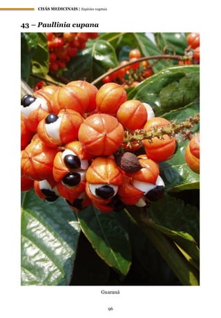 CHÁS MEDICINAIS | Espécies vegetais
96
43 – Paullinia cupana
Guaraná
 