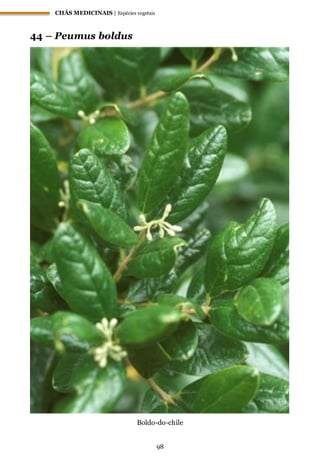 CHÁS MEDICINAIS | Espécies vegetais
98
44 – Peumus boldus
Boldo-do-chile
 