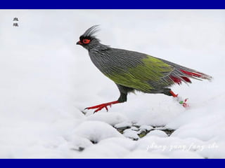 Chasseurs d images bal