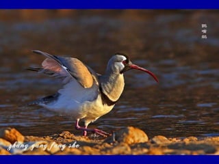 Chasseurs d images bal