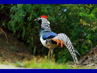 Chasseurs d images bal