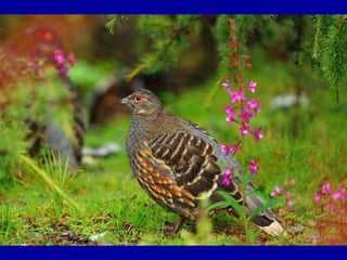 Chasseurs d images bal