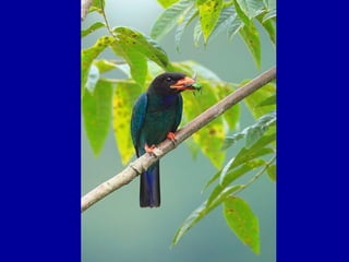 Chasseurs d images bal