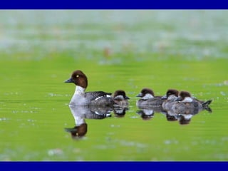 Chasseurs d images bal