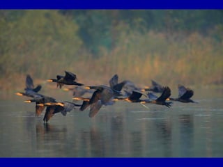 Chasseurs d images bal