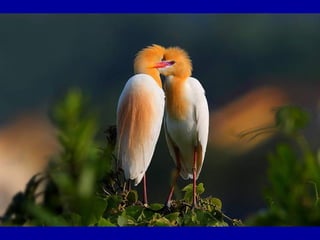 Chasseurs d images bal