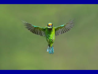 Chasseurs d images bal