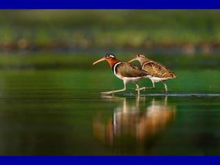 Chasseurs d images bal