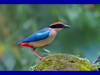 Chasseurs d images bal