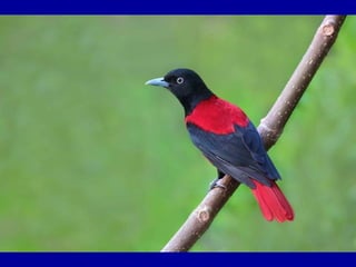 Chasseurs d images bal