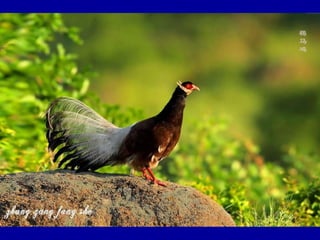 Chasseurs d images bal