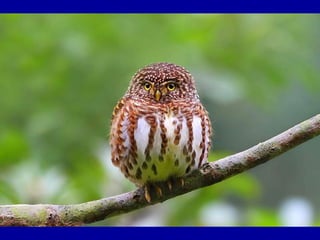 Chasseurs d images bal