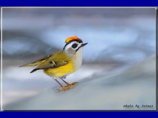 Chasseurs d images bal