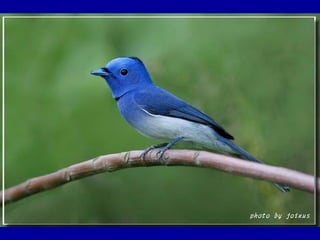 Chasseurs d images bal