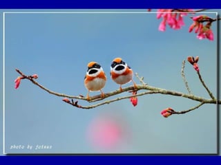 Chasseurs d images bal