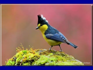 Chasseurs d images bal