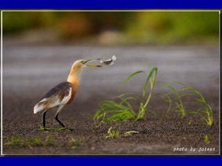 Chasseurs d images bal