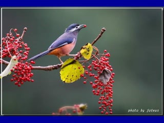 Chasseurs d images bal
