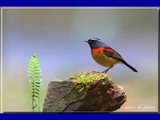 Chasseurs d images bal