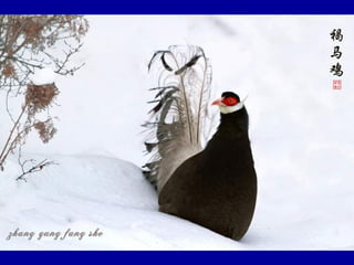 Chasseurs d images bal