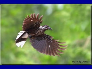 Chasseurs d images bal