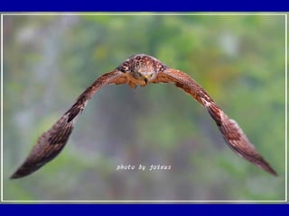 Chasseurs d images bal