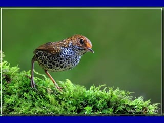 Chasseurs d images bal