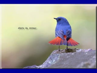 Chasseurs d images bal