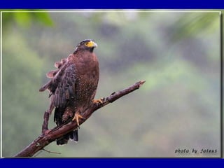 Chasseurs d images bal