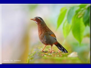 Chasseurs d images bal