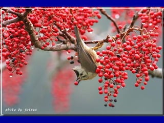 Chasseurs d images bal