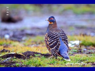 Chasseurs d images bal