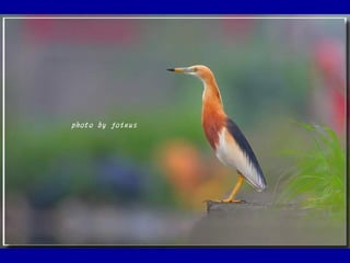 Chasseurs d images bal