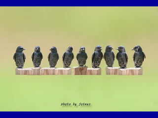 Chasseurs d images bal